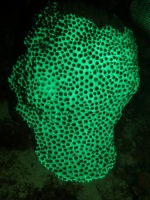 135 Fluorescing Coral IMG 5712